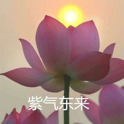 萌宠联盟射击赛游戏下载